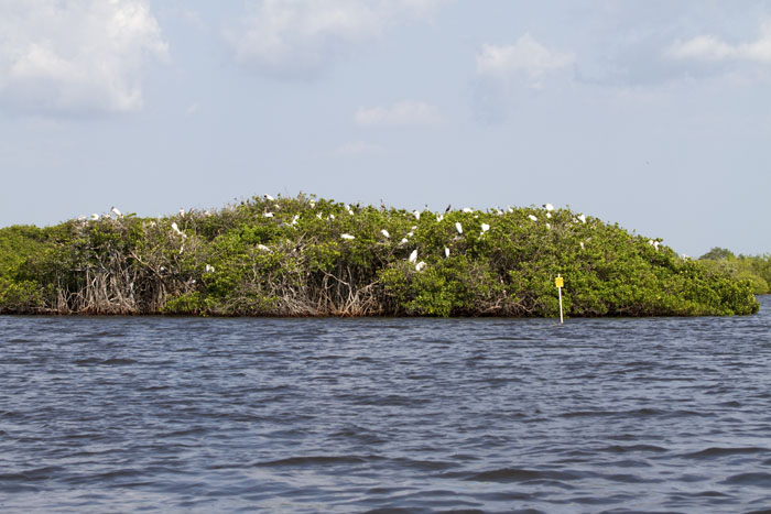 20110522_Bradenton_Birds_D003