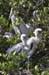 20110522_Bradenton_Birds_D009
