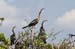 20110522_Bradenton_Birds_D017