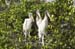 20110522_Bradenton_Birds_D018