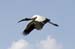 20110522_Bradenton_Birds_D022