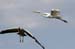 20110522_Bradenton_Birds_D025