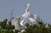 20110522_Bradenton_Birds_D031