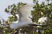 20110522_Bradenton_Birds_D040