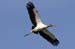 20110522_Bradenton_Birds_D065