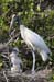 20110522_Bradenton_Birds_D077