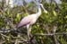 20110522_Bradenton_Birds_D085