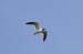 20110522_Bradenton_Birds_D087