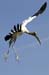 20110522_Bradenton_Birds_D091