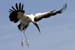 20110522_Bradenton_Birds_D092