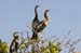 20110522_Bradenton_Birds_D112