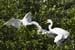 20110522_Bradenton_Birds_D144