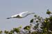 20110522_Bradenton_Birds_D149