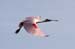 20110522_Bradenton_Birds_D163