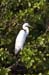 20110522_Bradenton_Birds_D167