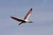 20110522_Bradenton_Birds_D201