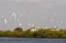 20110522_Bradenton_Birds_D220