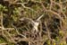 20110522_Bradenton_Birds_D233