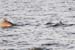 20110522_Bradenton_Birds_D255
